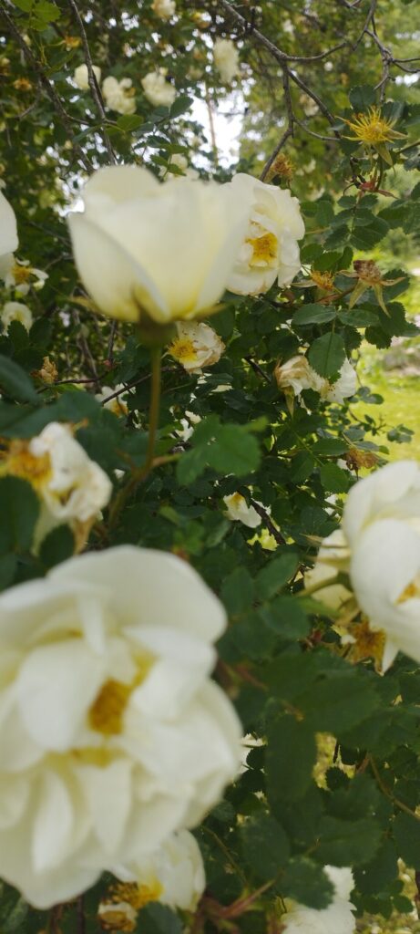 🌸 Tumeroosa taluaia kibuvits See kibuvits paistab silma oma sügavroosade kuni purpursete õitega. Õied on suured, täidlased ja tugevalt lõhnavad. […]Read more at