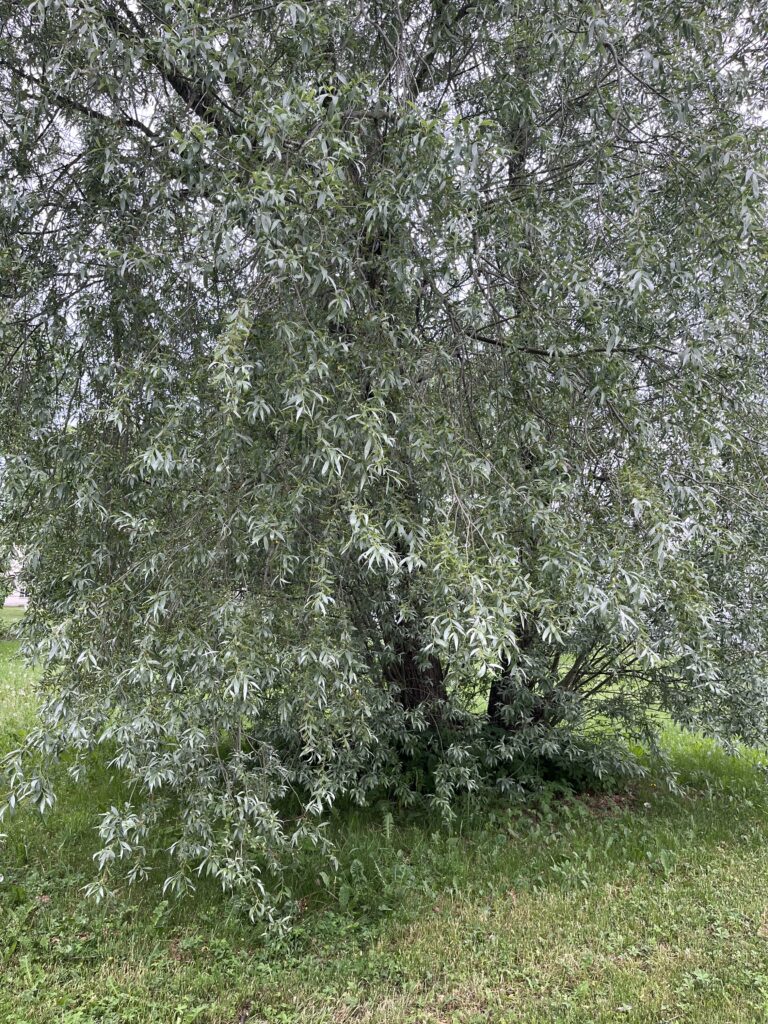Oma rikkuse vastuvõtmine img 2758