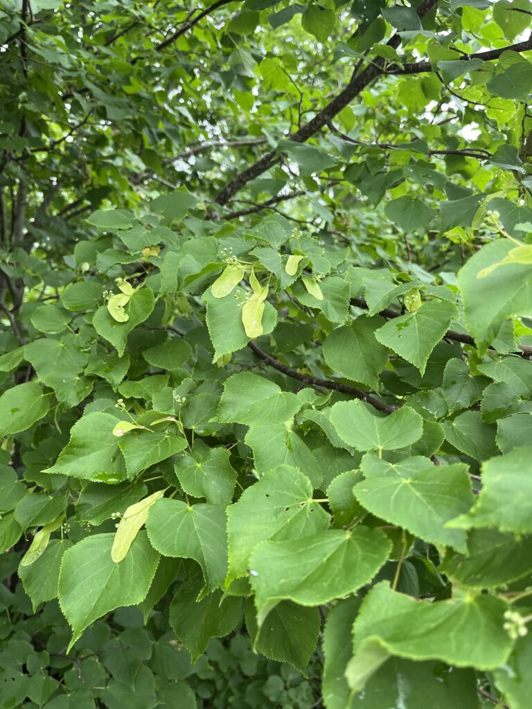 Elu kogemine img 2760